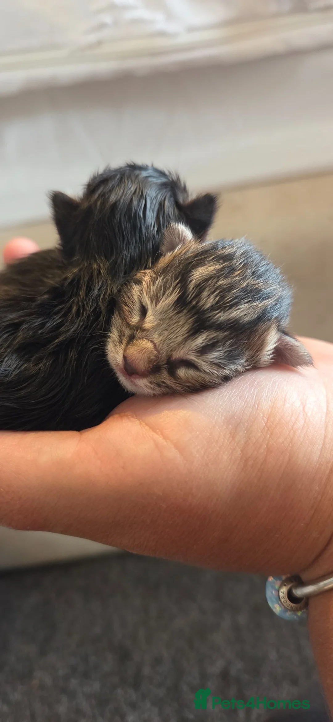 Maine Coon cats for sale: Stunning Full Maine Coon Kittens in Stoke-on-Trent - Advert 2