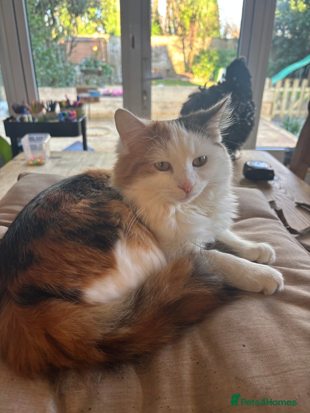 Mixed Breed cats for sale: 5 x gorgeous mixed kittens (4 left) - Image 23
