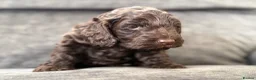 Cockapoo dogs for sale: Gorgeous F1 cockapoo puppies  - Advert 11