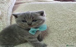 British Shorthair cats for sale: BRITISH SHORTHAIR KITTENS  - Image 5