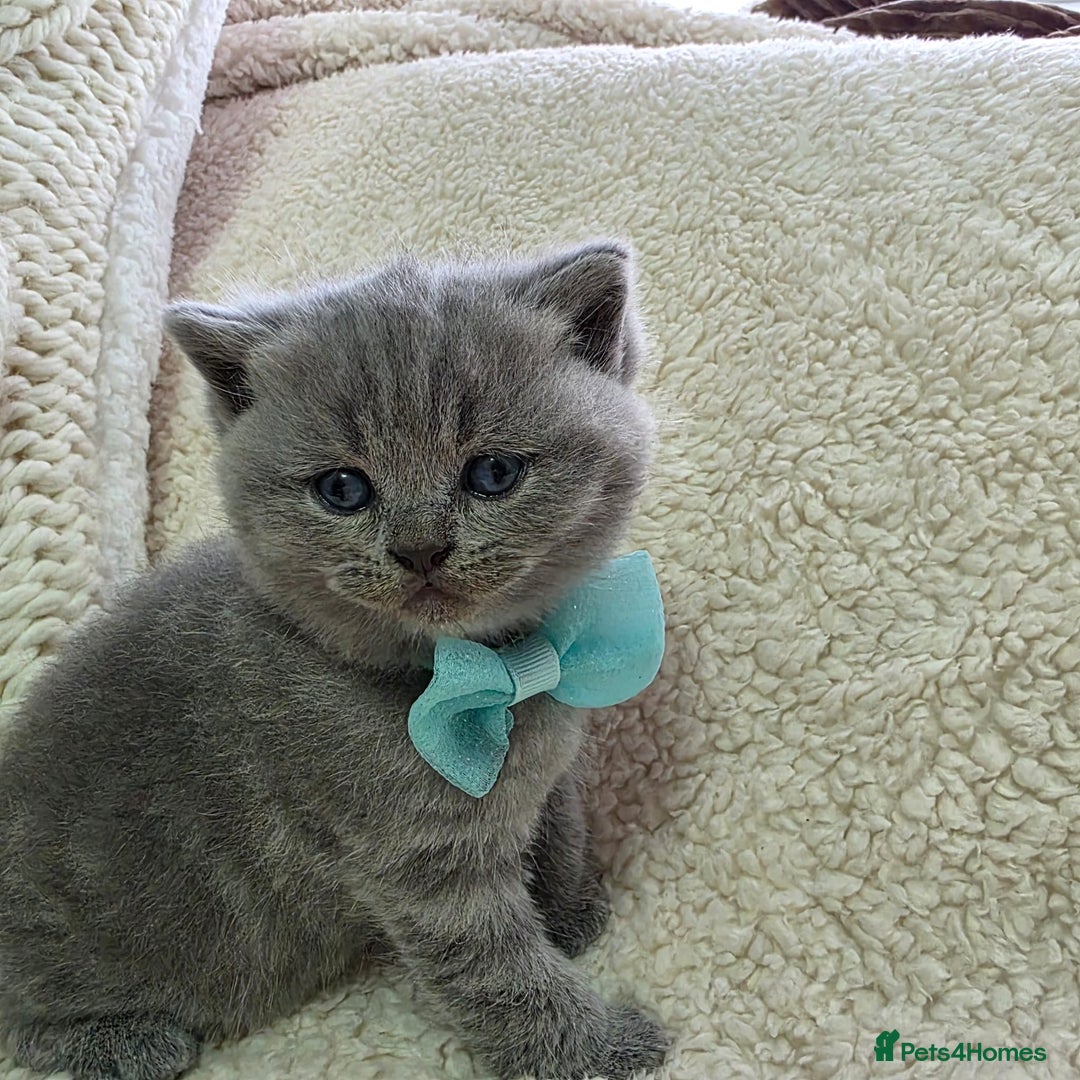British Shorthair cats for sale: BRITISH SHORTHAIR KITTENS  - Image 5