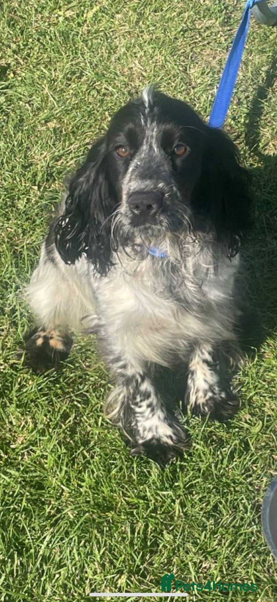 Cocker Spaniel dogs for sale: cocker spaniels  - Advert 17