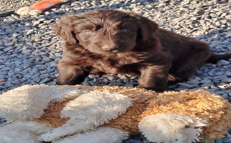 Newfypoo dogs - Advert 2