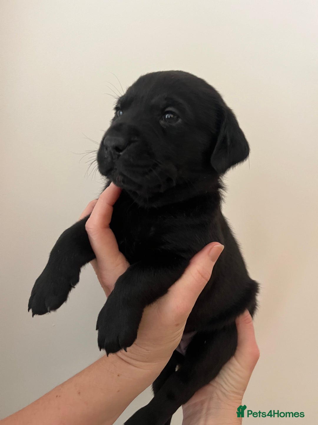 Mixed Breed dogs for sale: 11 Fabulous LABROTTIES - Advert 9