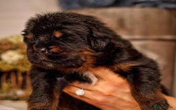 Tibetan Mastiff dogs for sale:  Beautiful Tibetan Mastiff puppies available - Image 7