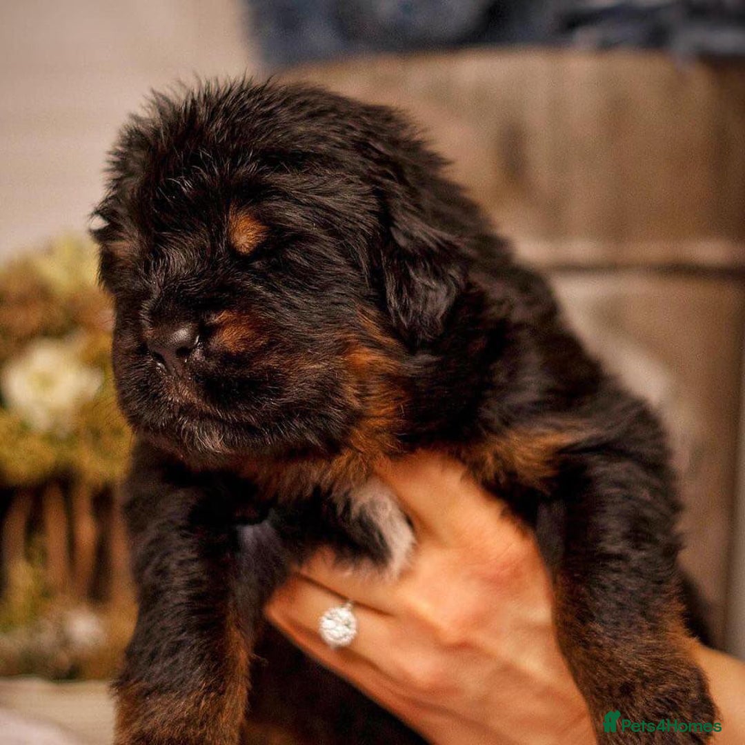 Tibetan Mastiff dogs for sale:  Beautiful Tibetan Mastiff puppies available - Image 7