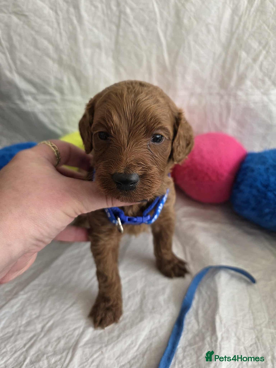 Goldendoodle dogs for sale: 👑Superb Rare Toy/Mini Deepest Red Goldendoodles👑 - Image 20
