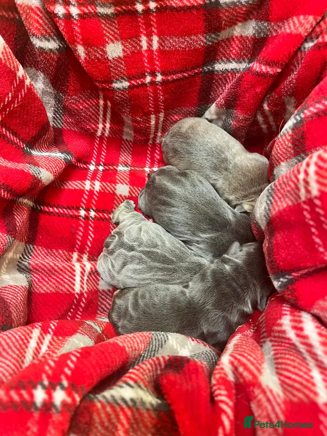 French Bulldog dogs for sale: RESERVED*French Bulldog Puppies - 2 girls / 2 boys - Advert 10