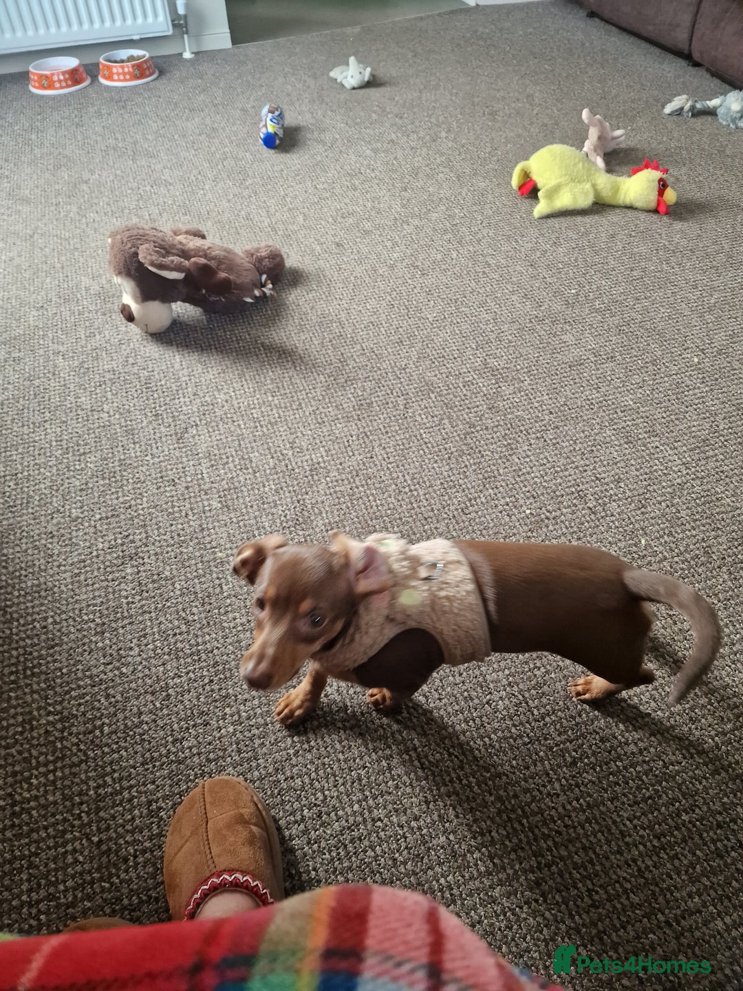 Dachshund dogs for sale: 6 month old dachshund puppy  - Advert 7