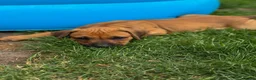 Rhodesian Ridgeback dogs for sale: * 2 Chunky Girls with Black Masks Available *  - Advert 10