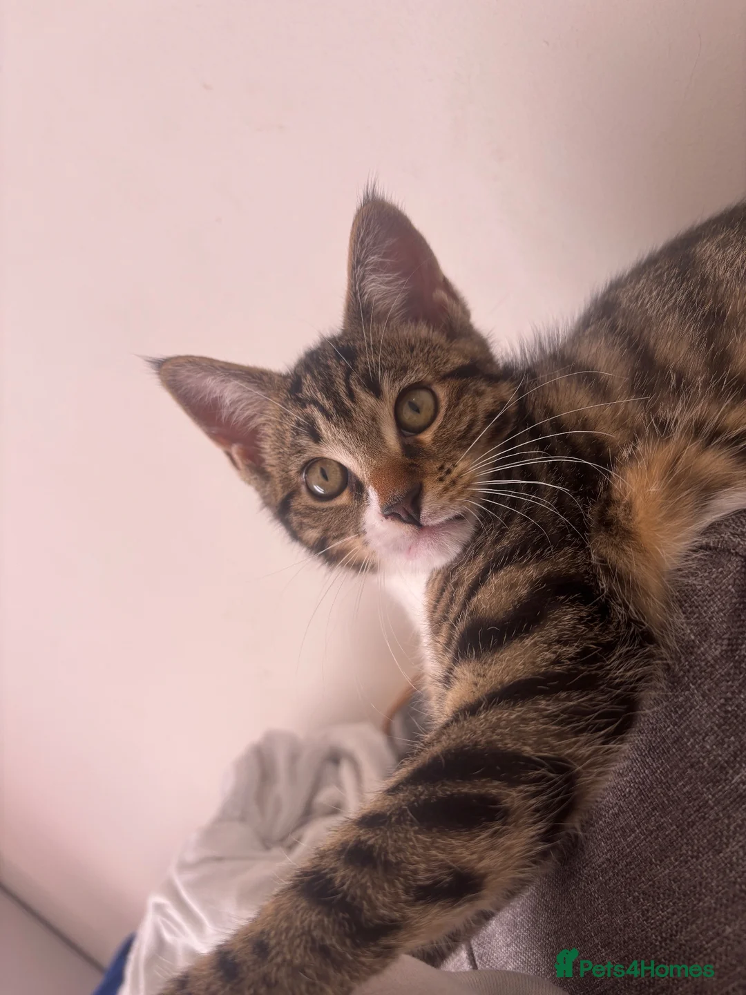 Mixed Breed cats for sale: Little bengal mix girl  - Advert 2