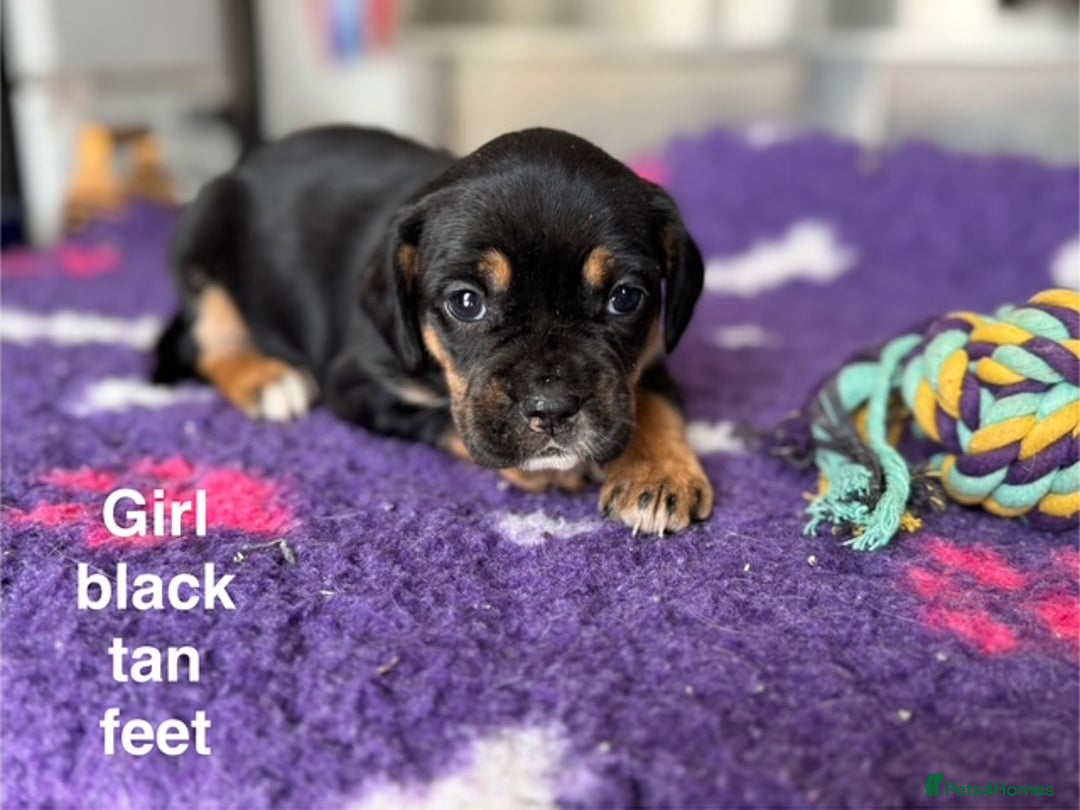 Mixed Breed dogs for sale: French Bulldog x English springer spaniel pups  - Image 4