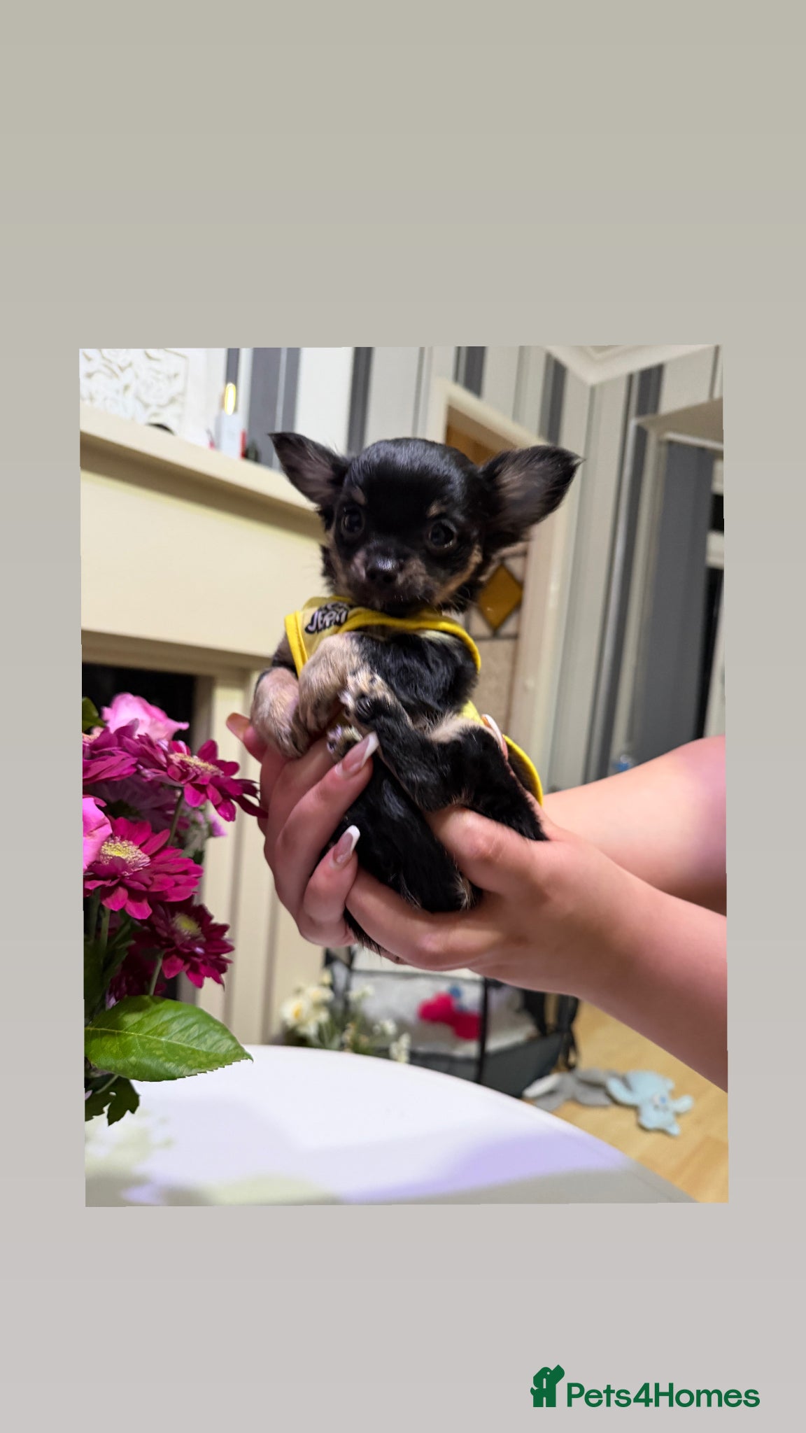 Chihuahua dogs One Male Tiny long haired Chihuahua  - Advert 7