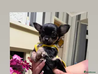 Chihuahua dogs One Male Tiny long haired Chihuahua - Advert 7