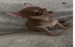 Chihuahua dogs for sale: Beautiful chihuahua pups - Image 17