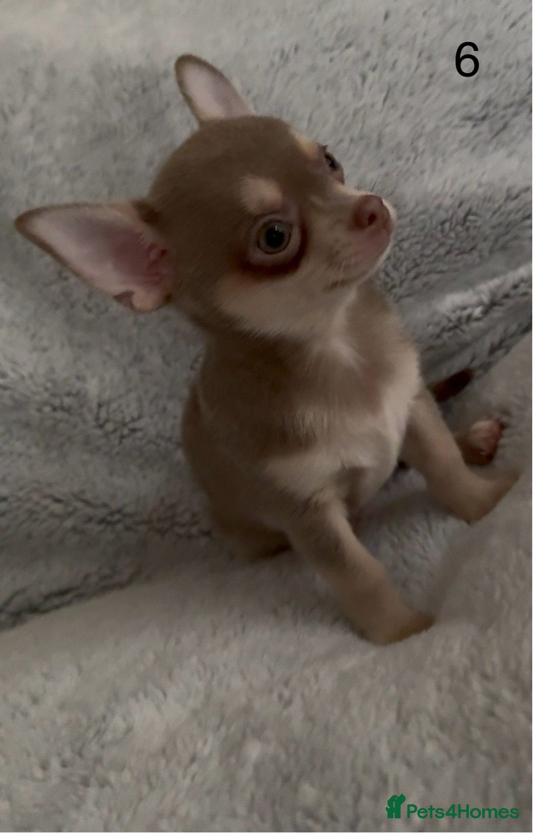 Chihuahua dogs for sale: Beautiful chihuahua pups - Image 17