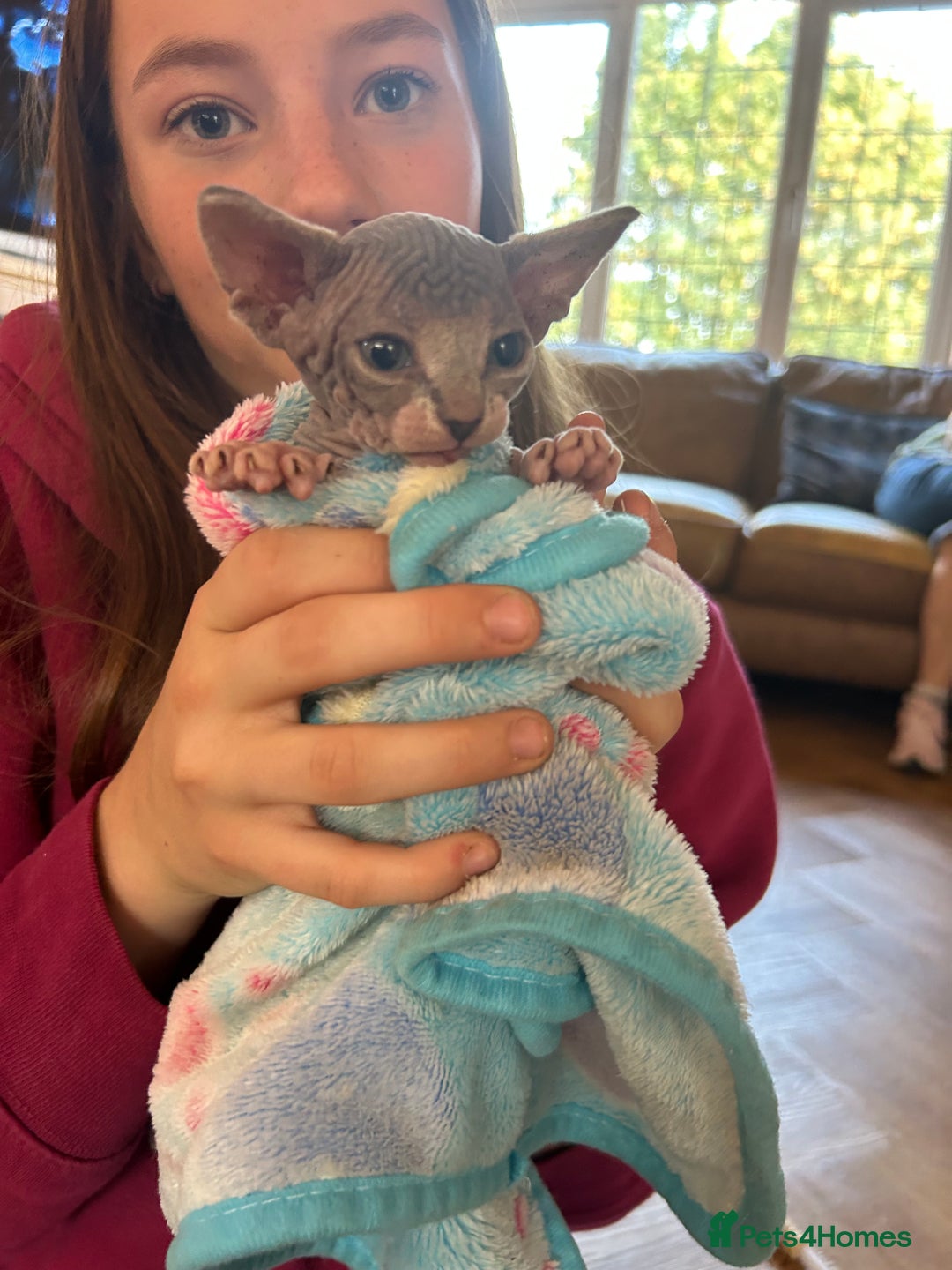 Sphynx cats for sale: Beautiful lot of Sphynx kittens from family pets - Image 11