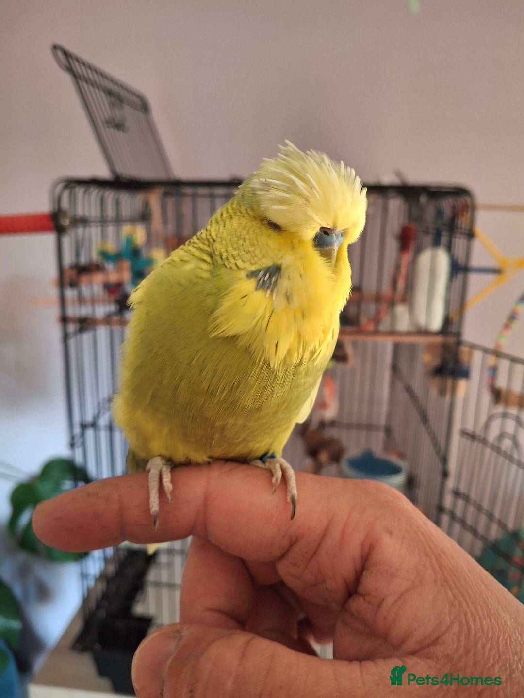 Budgerigars birds for sale: 2 friendly budgies and fully fitted cage - Image 2