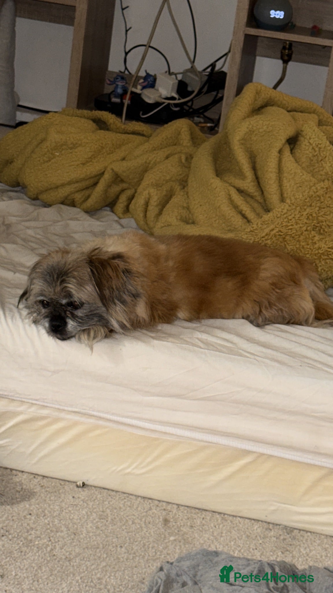 Mixed Breed dogs Dog for sale  - Advert 1