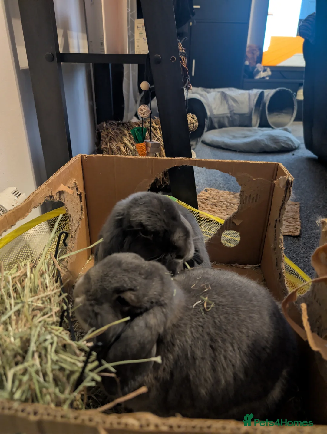 Mini Lop rabbits for sale: Two mini lops for sale  in Dereham - Advert 3