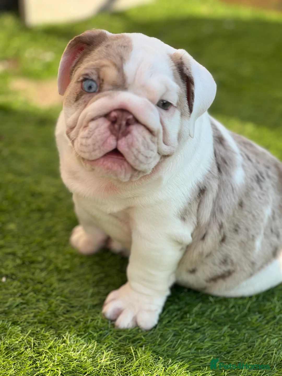 English Bulldog dogs for stud:  English bulldog health tested proven  in Newcastle upon Tyne - Advert 7