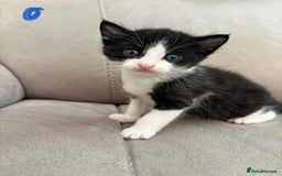 British Shorthair cats for sale: Beautiful kittens as family pets! 💜 - Image 2