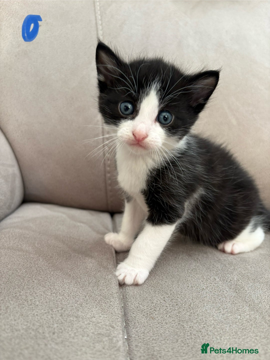 British Shorthair cats for sale: Beautiful kittens as family pets! 💜 - Image 2