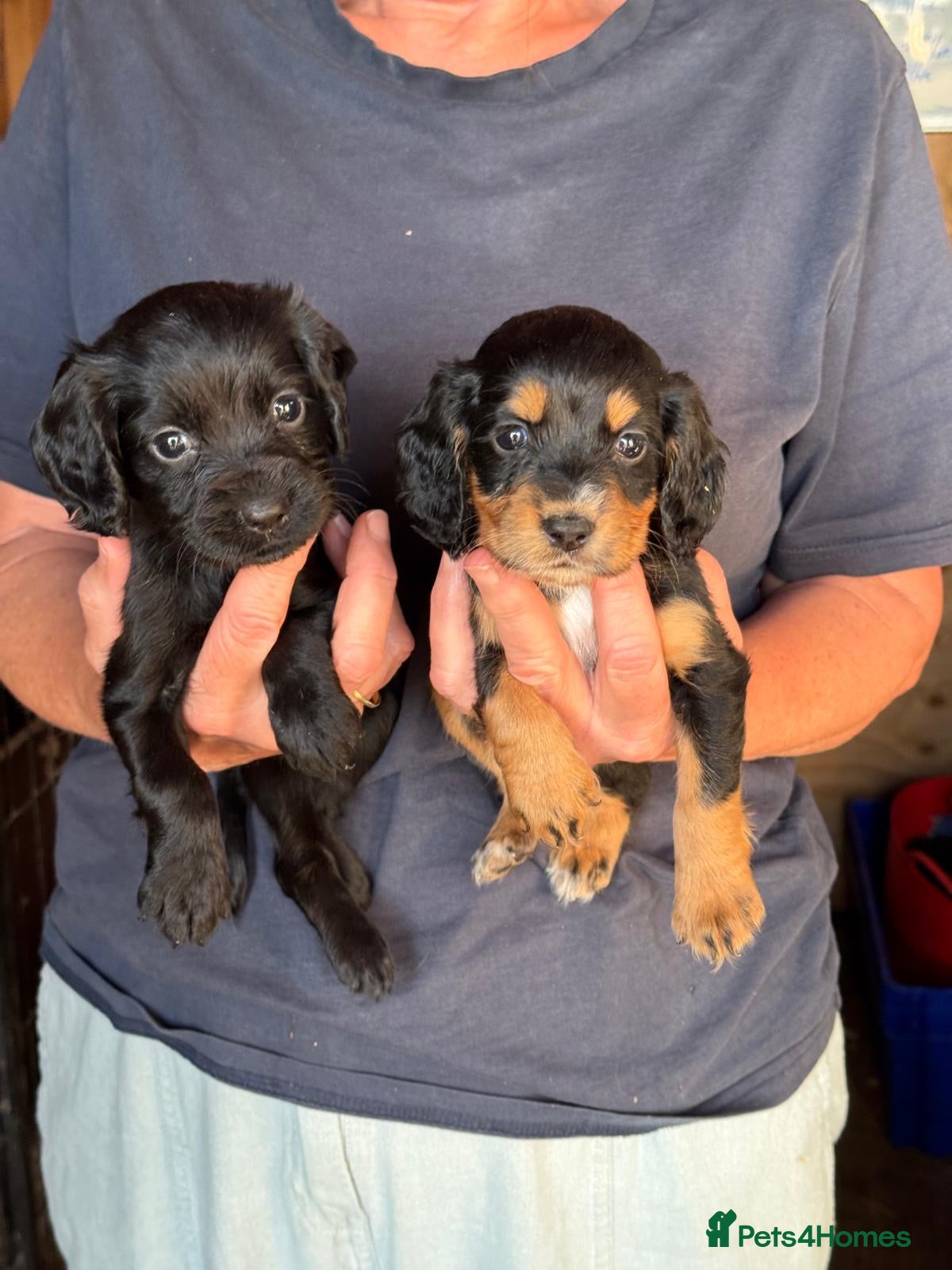Cocker Spaniel dogs Cocker spaniel puppies - Advert 1