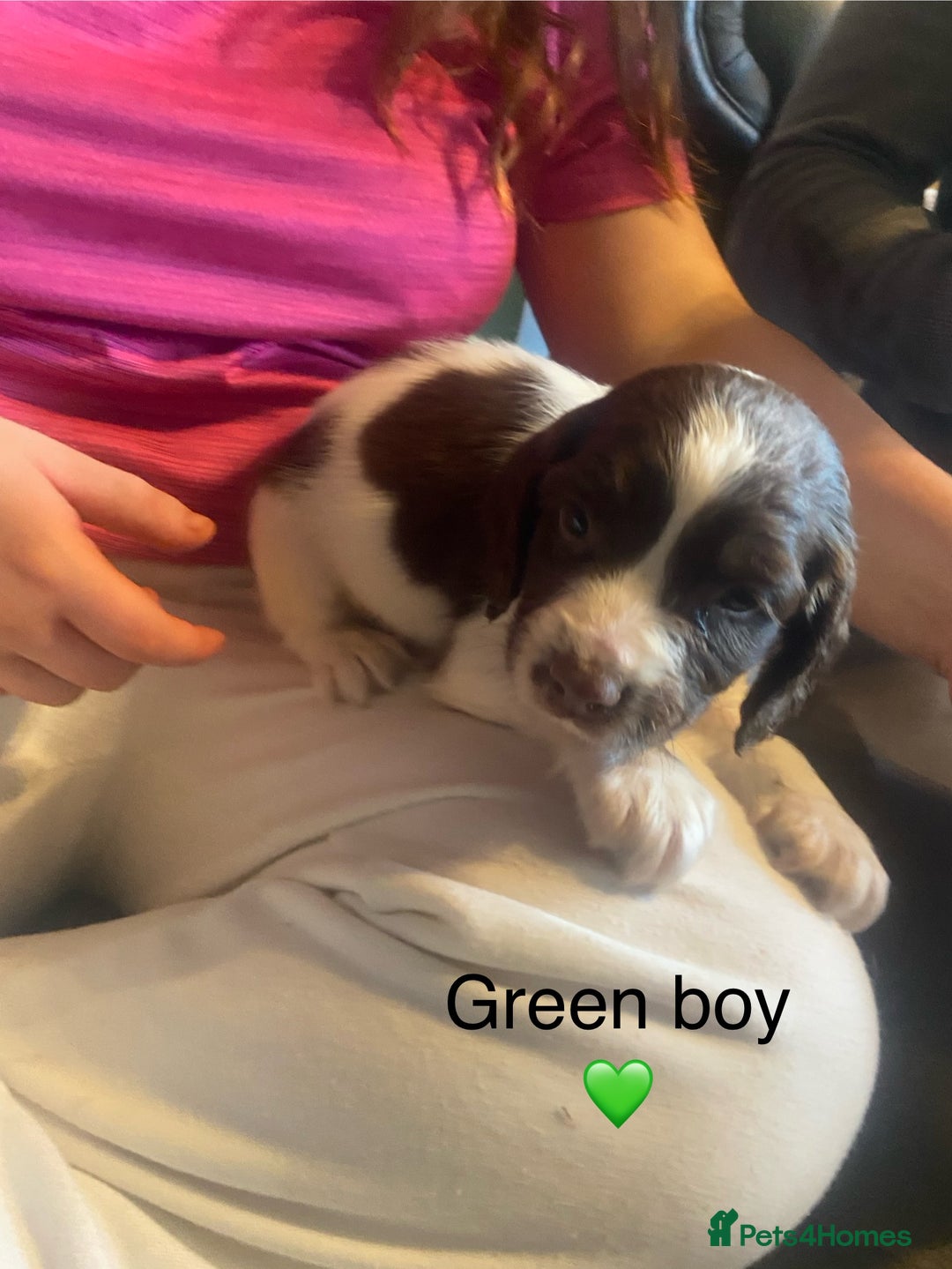 English Springer Spaniel dogs for sale: Springer spaniel puppies  - Advert 4