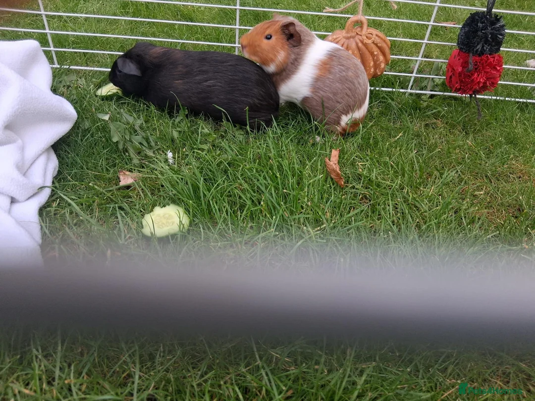 Guinea Pig rodents for sale: Guinea pigs pair 11 weeks old very friendly males - Advert 2