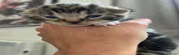 Mixed Breed cats for sale: Mixed tabby and bengal kittens  in Tamworth - Advert 2