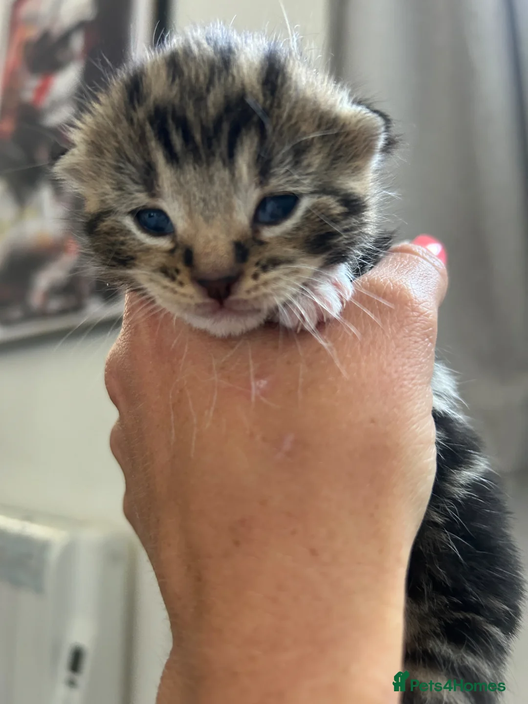 Mixed Breed cats for sale: Mixed tabby and bengal kittens  in Tamworth - Advert 2