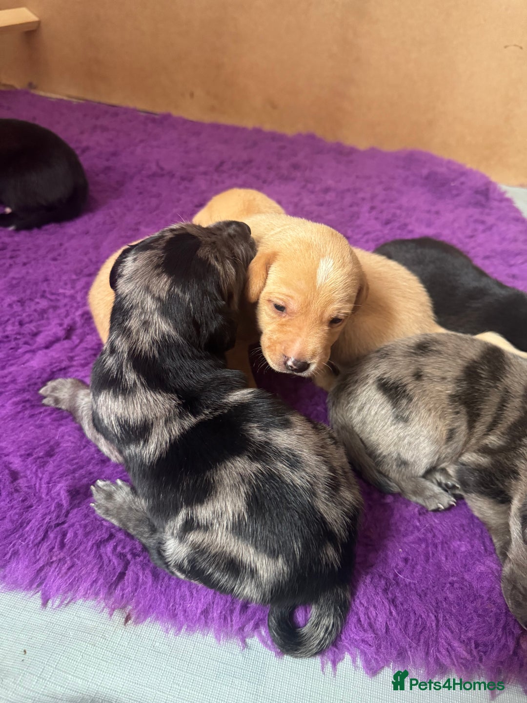 Mixed Breed dogs for sale: Gorgeous medium pups - Image 9