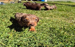 Miniature Dachshund dogs for sale: Special chocolate dapple doxies for sale - Image 1