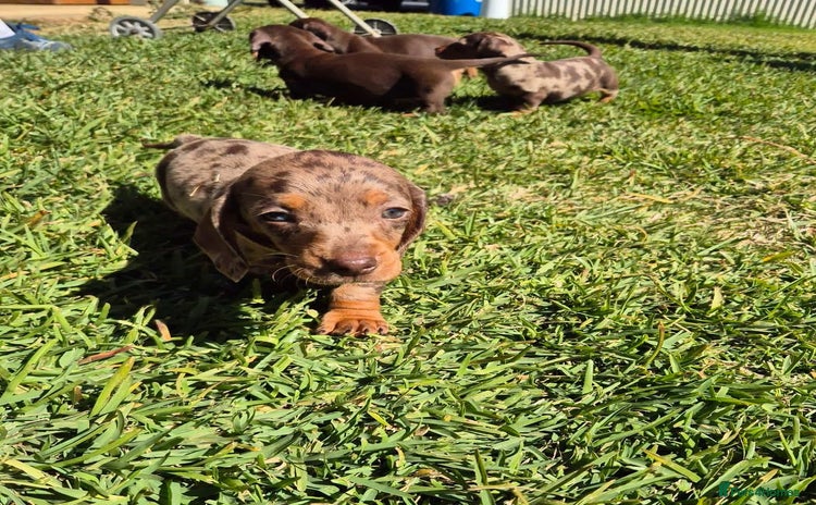 Miniature Dachshund dogs - Advert 1