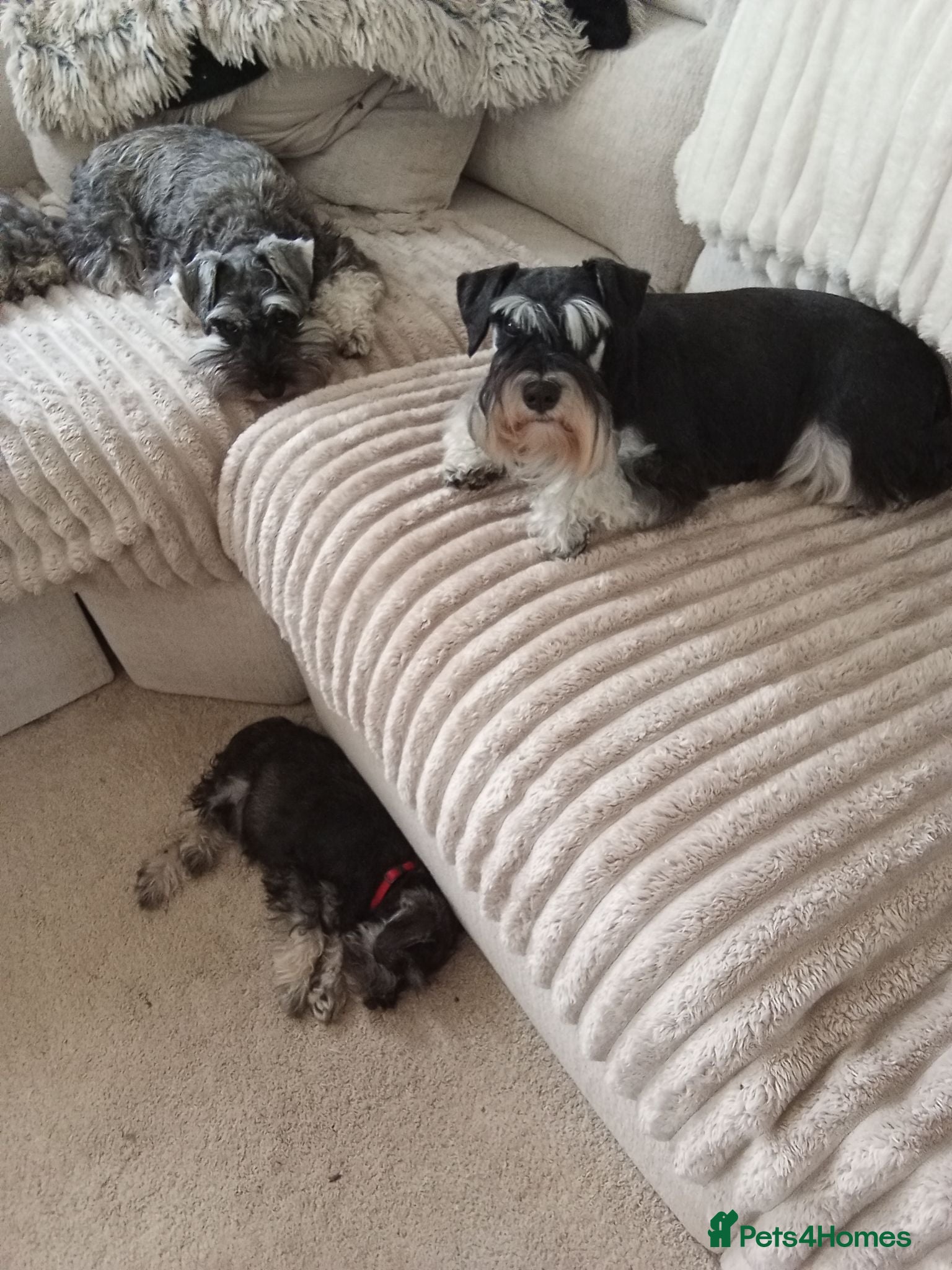 Miniature Schnauzer dogs Mrs PAPhipps - Advert 1