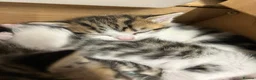 Mixed Breed cats for sale: Beautiful kittens ready for their forever homes - Advert 15