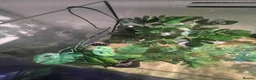 Turtle reptiles for sale: Musk Turtle - Advert 2