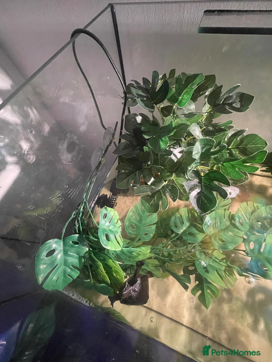 Turtle reptiles for sale: Musk Turtle - Advert 2