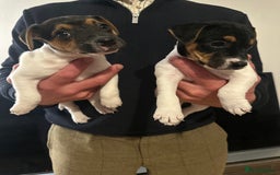 Jack Russell dogs for sale: Jack Russel bitch pups - Image 2