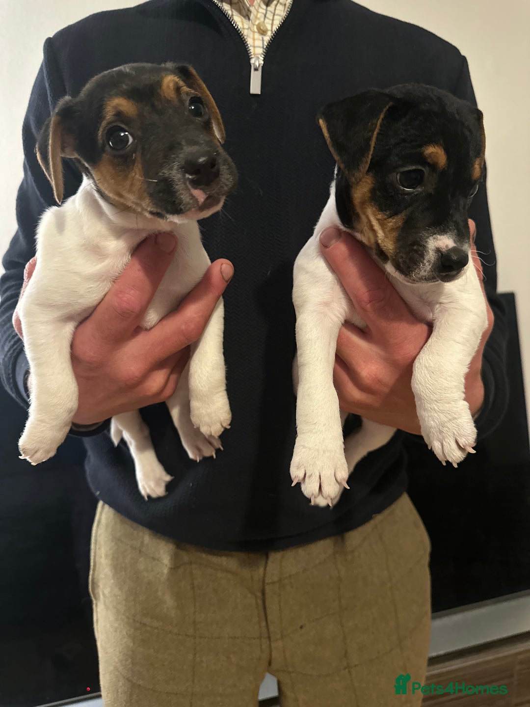 Jack Russell dogs for sale: Jack Russel bitch pups - Image 2