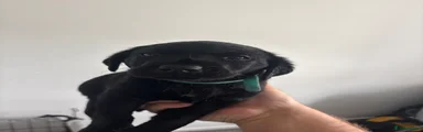 Dog 1