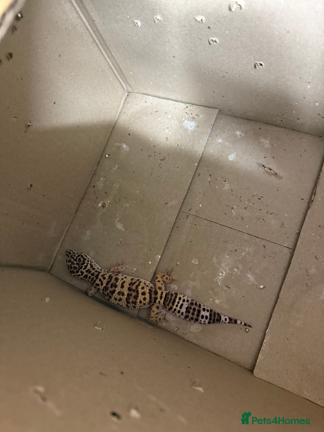 Leopard Gecko reptiles for sale: Leopard gecko and enclouse - Advert 2