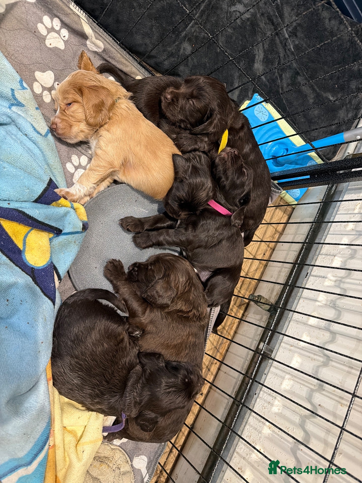 Cocker Spaniel dogs for sale: 6 adorable cocker spaniel puppies  - Advert 1