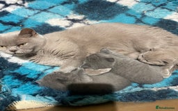 British Shorthair cats for sale: British Short Hair  - Image 5