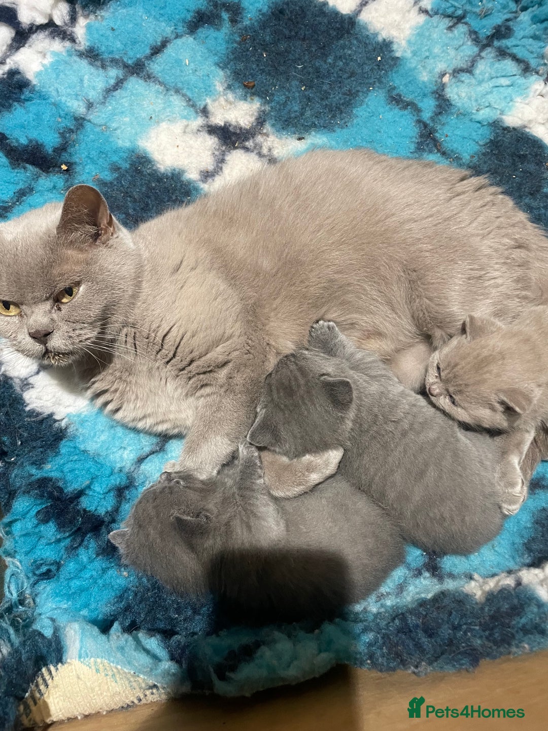 British Shorthair cats for sale: British Short Hair  - Image 5