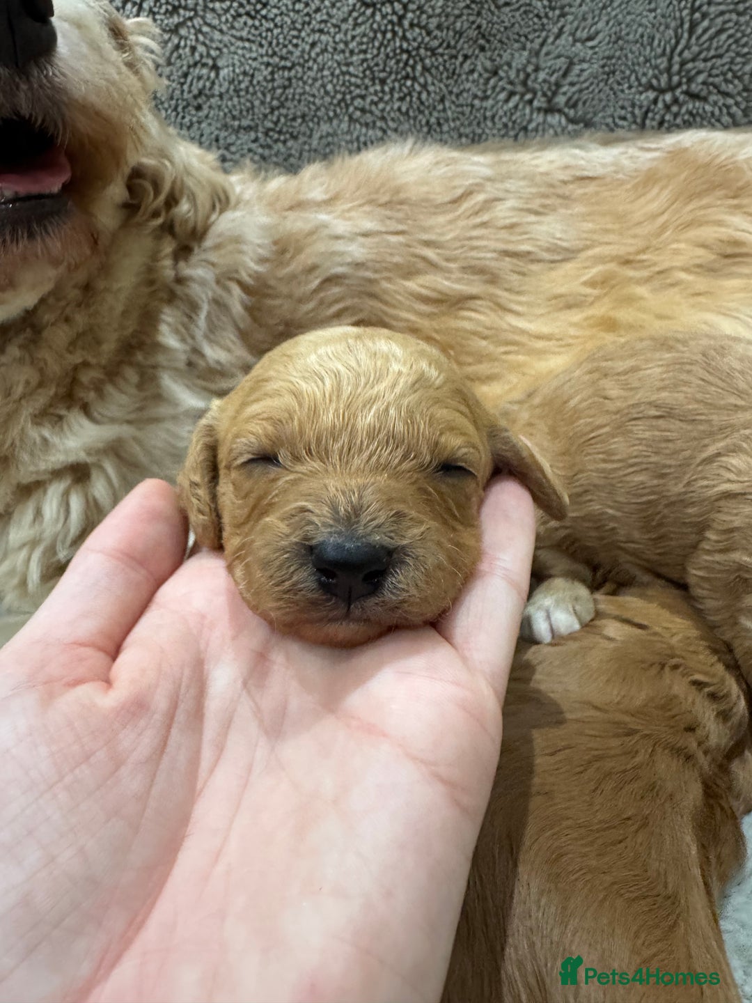 Cavapoo dogs for sale: Gorgeous health tested cavapoo puppies  - Advert 7