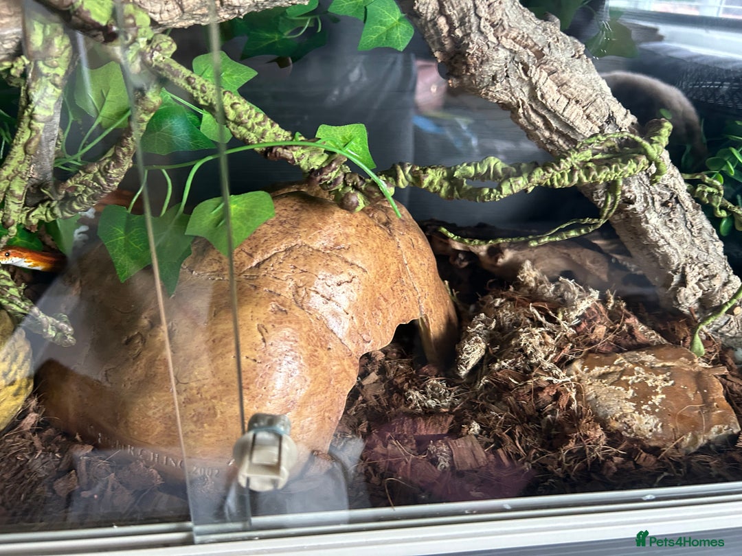 Corn Snake reptiles for sale: Corn snake and viv - Image 5