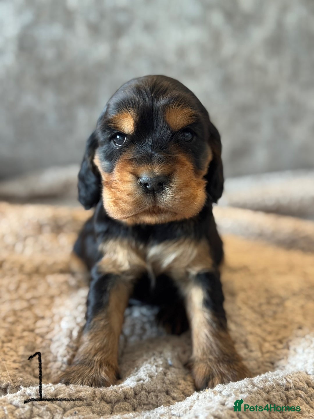 Cocker Spaniel dogs for sale: 100% TRUE SHOW TYPE HEALTH TESTED COCKER SPANIELS  - Advert 9