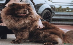 Chow Chow dogs for stud: Chocolate Split faced Merle Chow Chow Stud in Accrington - Advert 3